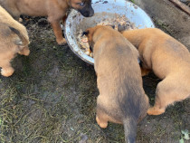 Câini belgian malinois