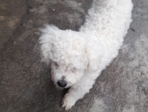 Bichon maltez deparazitat