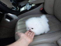 Pomeranian mini boo teacup