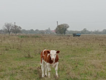 Vițel lapte, comuna Banloc