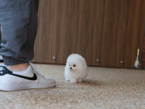 Pomeranian boo mini