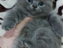 Pisicute scottish fold