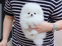 Pomeranian mini toy