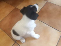 Donez terrier jack russell