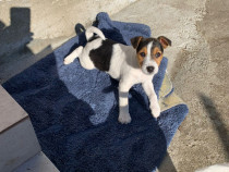 Vand catei Jack Russel