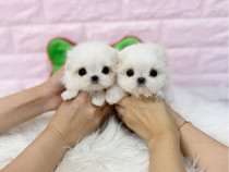 Pui Bichon maltez mini toy din părinți cu pedigree