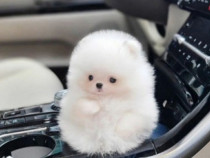 Pomeranian mini puppy asigur transport