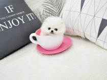 Pomeranian mini boo teeacup asigur transport