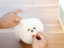 Pomeranian boo teacup