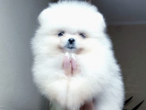 Pomeranian mini toy