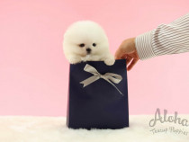 Pomeranian mini Boo talie teeacup