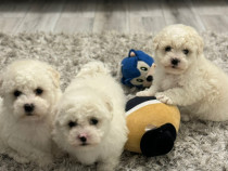 Bichon maltez mini