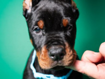 Pui de Doberman de vânzare