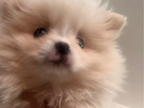 Pomeranian boo super calitate