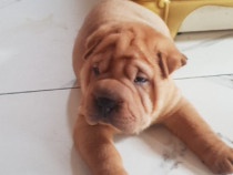 Shar pei dragalasi