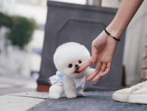 Pomeranian mini toy exemplare superbe