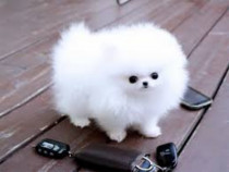 Pomeranian mini teacup boo