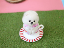 Pomeranian mini boo cadoul perfect