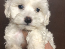 Bichon maltez alb mini toy