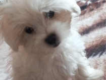 Bichon maltez mini toy