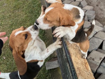 Căței beagle tricolor