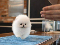 Pomeranian boo original