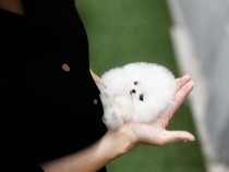 Pomeranian mini boo teacup