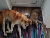 Cățeluși Akita Inu