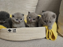 British Shorthair blue & lilla