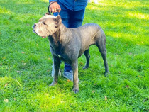 Cane Corso mascul pt. monta / reproducere.