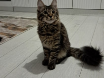 Maine coon băieței și fetițe