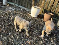 Cățeluși american bully pocket