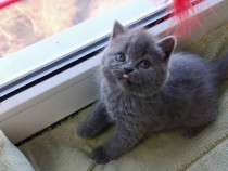 British shorthair