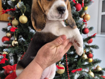 Pui Beagle Tricolor