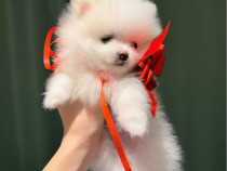 Pomeranian, 3 luni