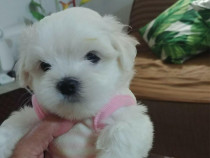 Bichon maltez mini toy alb