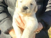 Pui Golden Retriever (fetita)