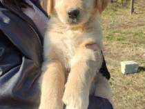 Pui Golden Retriever (fetita)