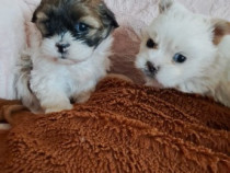 Catelusi Shih Tzu