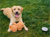 Labrador Retriver