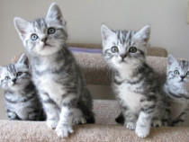 British shorthair băieței și fetițe