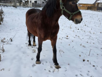 Vând o iapa blândă