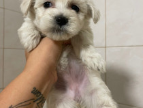 Bichon maltez mini toy