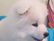 Pui Samoyed FCI pedigree A