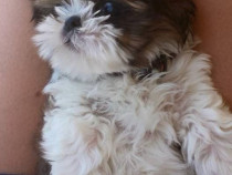 Shih-tzu mini toy