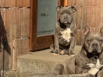 3 fetițe american bully