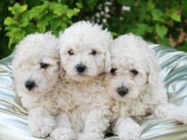 Căței Bichon Toy super ofertă
