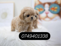 Maltipoo 320 de grame Mini Toy + Pedigree