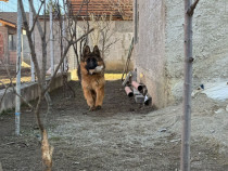 Vand catelusa de Ciobanesc German in varsta de 8 luni