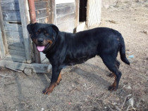 Vând femela Rottweiler 2 ani cu Pedigree